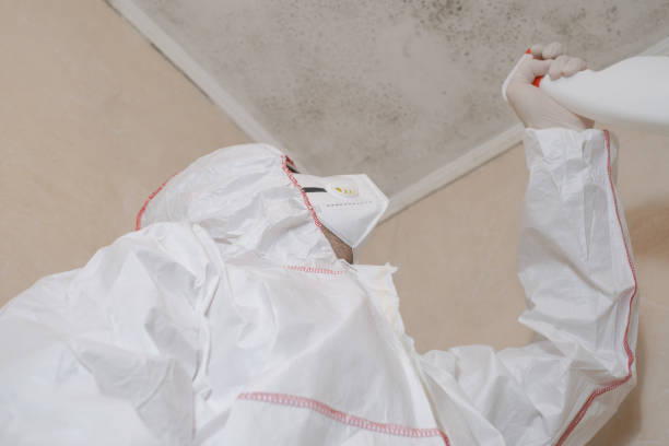 Best Commercial Mold Remediation in St Paul, NE