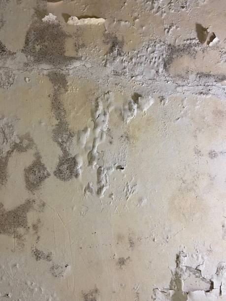 Best Emergency Mold Remediation in St Paul, NE