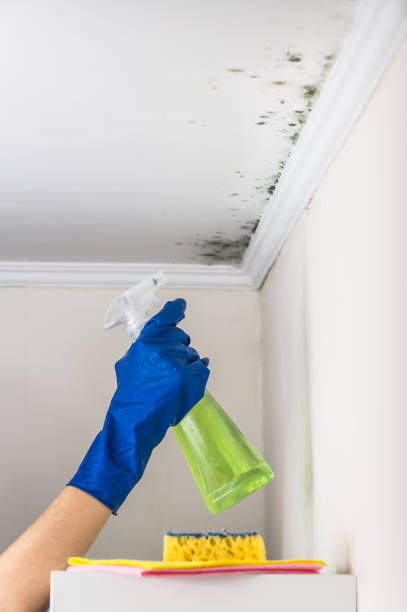 Best Attic Mold Remediation in St Paul, NE